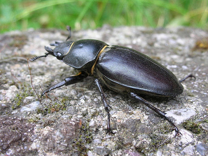 Femmina di Lucanus cervus